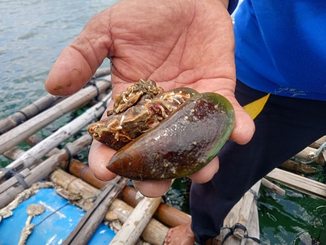 Ukuran kerang hijau yang sudah siap dipanen, yang dibudidayakan oleh nelayan Pulau Pasaran Bandar Lampung, Sabtu (12/3) | Foto: Sidik Aryono/Lampung Geh