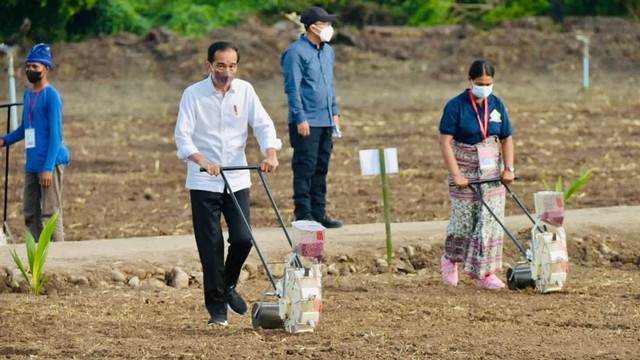 Presiden Joko Widodo didampingi Menteri Pertanian Syahrul Yasin Limpo pada kegiatan food estate yang berada di Desa Fatuketi, Kecamatan Kakuluk Mesak, Kabupaten Belu, Nusa Tenggara Timur, Kamis (24/3/2022). Foto: Kementan RI