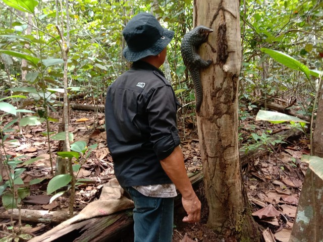 Petugas BKSDA Sumsel saat melepasliarkan Trenggiling di hutan Suaka Margasatwa Dangku. (ist)