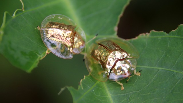 Golden tortoise beetle atau kumbang kura-kura emas. Foto: Silmiart/Shutterstock