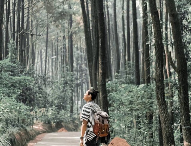 Ilustrasi wisata hutan pinus di Indonesia Foto: Instagram/ @eldorado_96