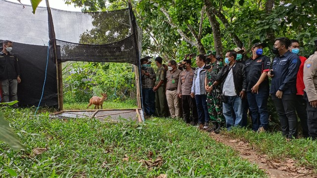 12 ekor kijang dilepasliarkan ke kawasan hutan belantara dalam Taman Nasional Meru Betiri di Kabupaten Jember, Selasa (22/2). Foto: Dok. Istimewa