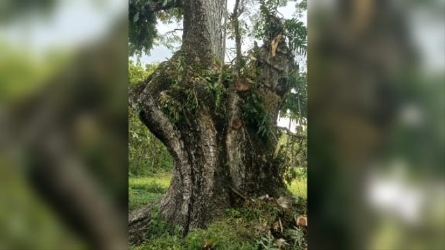 Pohon Munggur di perbatasan wilayah Padukuhan Branjang dan Karang Talun yang jadi sengketa. Foto: istimewa