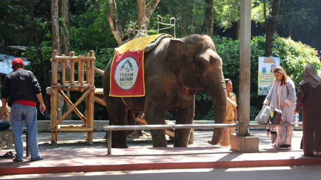 Taman Safari Bogor. Foto: Shutterstock