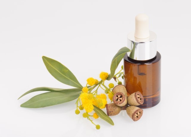 Minyak dari daun eukaliptus. Foto: Thinkstock
