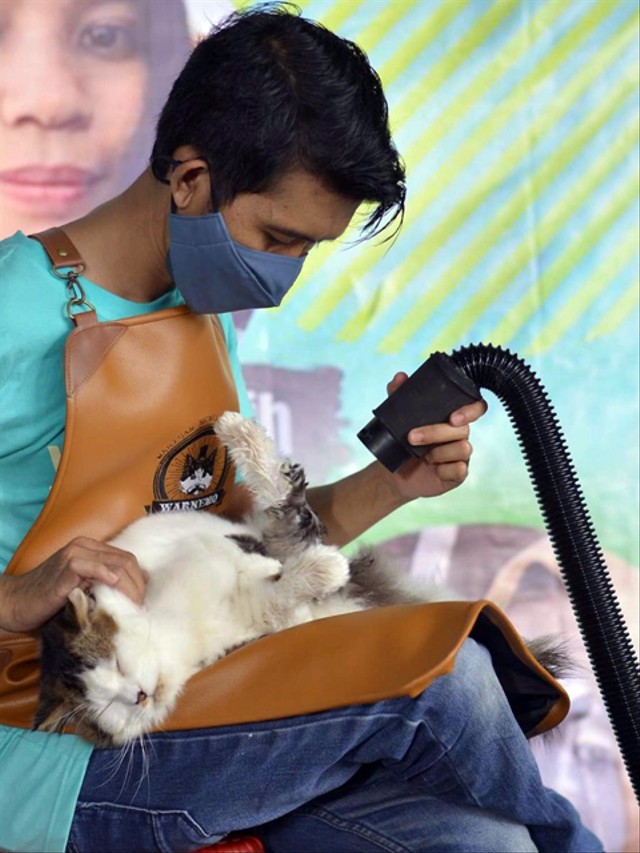 Arnis Mantu melakukan perawatan kucing di salon miliknya.