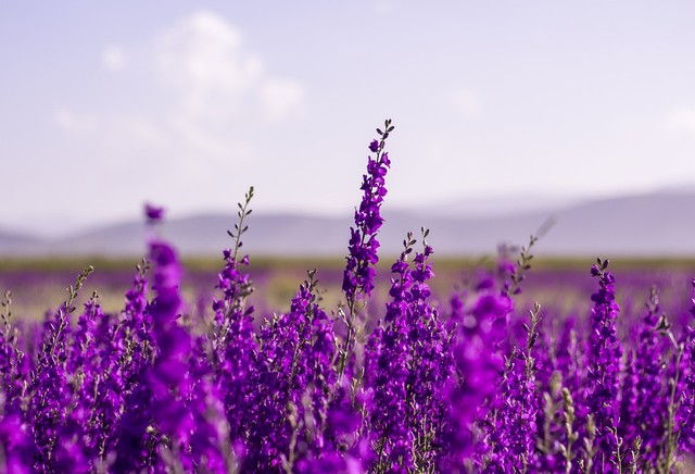 Ilustrasi bunga lavender. Foto: Pixabay