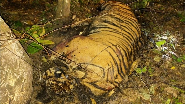 Seekor bangkai harimau Sumatera ditemukan di kawasan hutan PT Aloer Timur Desa Sri Mulya, Kecamatan Peunaron, Kabupaten Aceh Timur, Aceh, Minggu, (24/04/2022). Foto: Dok. Istimewa