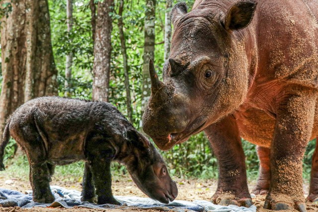 Rosa, seekor induk badak Sumatera (Dicerorhinus sumatrensis) menemani anaknya berjenis kelamin betina yang baru berusia beberapa hari di Suaka Rhino Sumatera, Taman Nasional Way Kambas (SRS TNWK), Lampung Timur, Lampung, Senin (28/3/2022). Foto: KLHK/HO/ANTARA FOTO