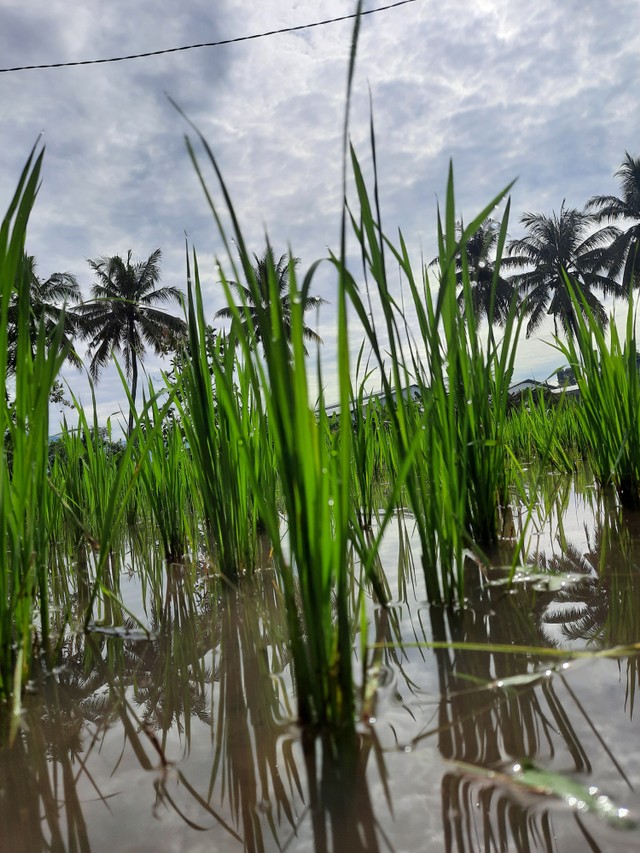 Foto: tanaman padi di area persawahan. Sumber: dokumen pribadi