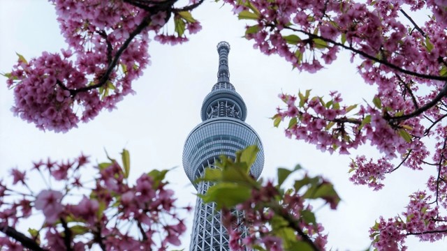 Bunga sakura mekar dengan latar Tokyo Skytree. Foto: Ahmad Ariska/acehkini 
