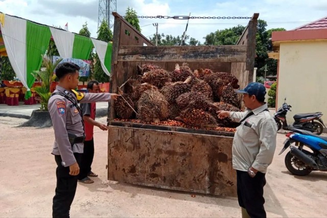 Puluhan tanda sawit berhasil diamankan petugas | Foto: Humas Polres Way Kanan
