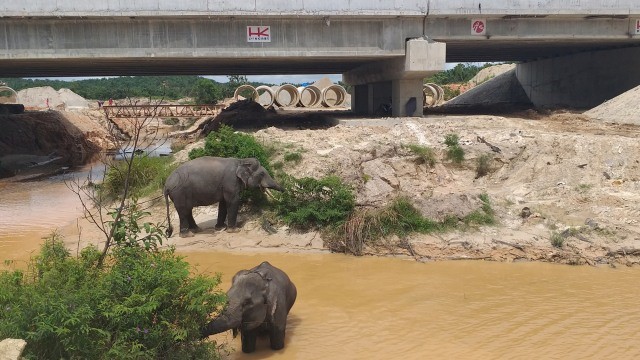 Sejumlah Gajah Sumatera melintasi Sungai Tekuana di bawah terowongan gajah yang dibangun di seksi II Tol Pekanbaru-Dumai, Riau. Foto: ANTARA FOTO/Dok. PT Hutama Karya