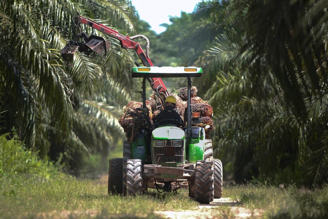 Mekanisasi dalam proses pemanenan kelapa sawit. Dok. ﻿﻿Sinar Mas Agribusiness and Food.