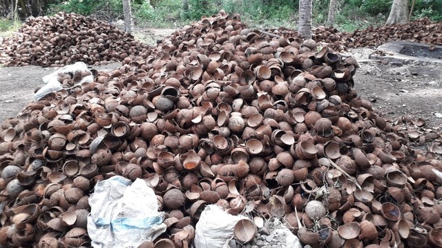 Tempurung yang siap di bakar lalu dijadikan arang kemudian di jual. Foto : Athy Meaq