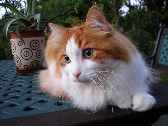 Ilustrasi Kucing Anggora. Foto: pixabay.com
