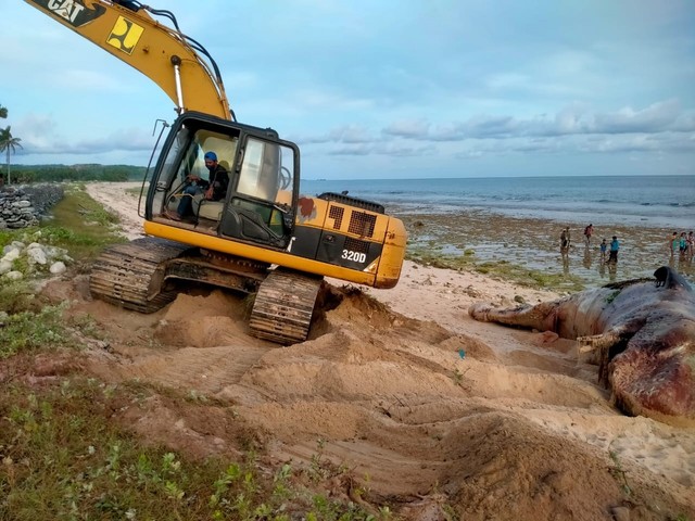 Proses penguburan Paus Sperma yang terdampar di Desa Wadu Maddi, Kecamatan Hawu Mehara, Kabupaten Sabu Raijua, Provinsi Nusa Tenggara Timur. Foto: Dok. KKP