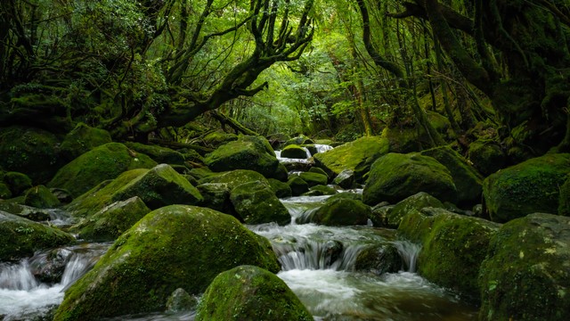 Pulau Yakushima di Jepang. Foto: Nakasaku/Shutterstock