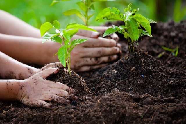 Ilustrasi berkebun bersama anak. Foto: Shutterstock