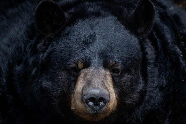 Beruang Hitam Amerika. Foto: Clayton Rowe/Getty Images