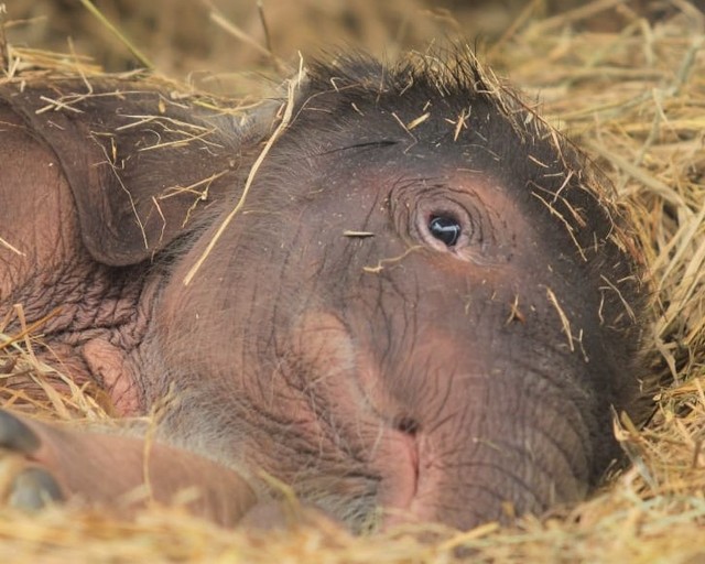 Bayi gajah Sumatra yang lahir di Bali Zzoo Park, Gianyar, Bali - IST