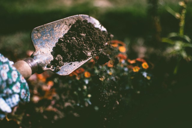 Ilustrasi Pupuk Guano Adalah. Foto: pexels.com