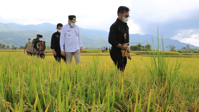 Dapat Program RJIT, Pertanian di Kabupaten Sekadau Berkembang Pesat (25992)