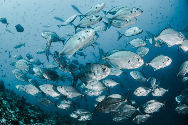 Ilustrasi ikan yang banyak ditemukan di Indonesia bagian barat, sumber foto: (Sebastian Pena) by Unsplash.com