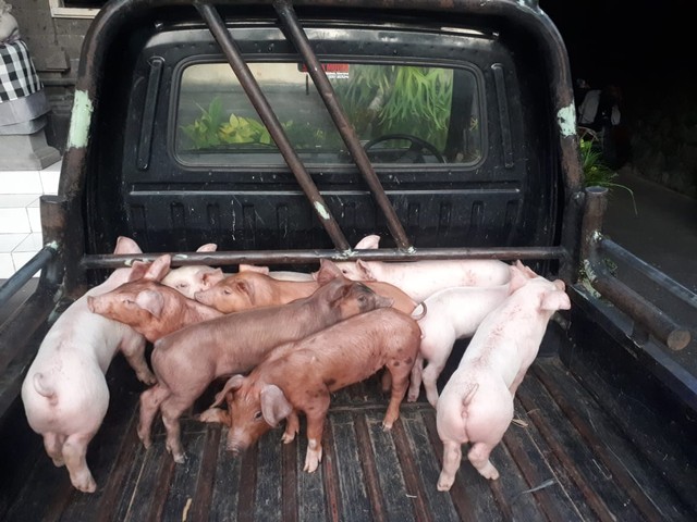 9 Ekor anak babi yang menjadi sasaran pencurian di Gianyar, bali - IST