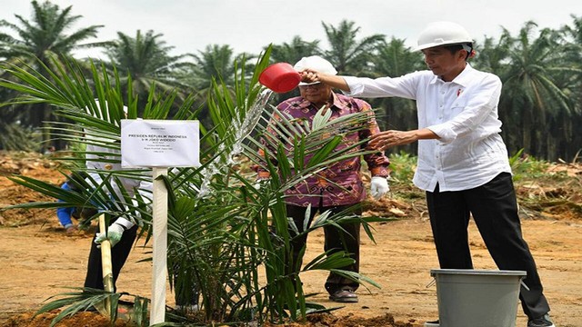 PRESIDEN Joko Widodo saat penanaman perdana pohon kelapa sawit di Rokan Hilir, tahun 2018.  