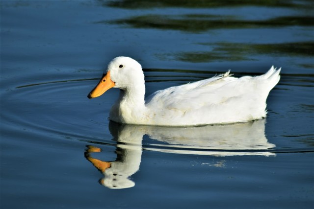 Ilustrasi bebek berendam di danau. Foto: Unsplash.com