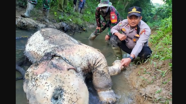 Bangkai gajah yang ditemukan di kawasan Kecamatan Peunaron, Aceh Timur. Foto: Polisi Aceh Timur  