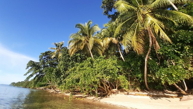 Tanaman kelapa yang tumbuh subur di Pulau Kapota, Nabire. (Foto Hari Suroto) 