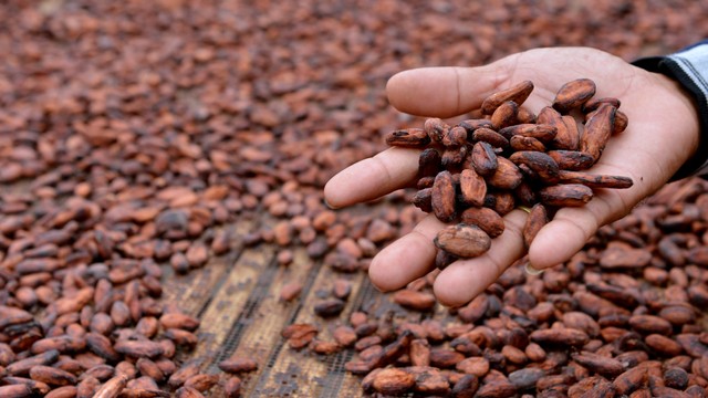 Petani mengeringkan biji kakao yang telah difermentasi di Kebun Coklat Desa Ekasari, Jembrana, Bali, Rabu (23/2/2022). Foto: Fikri Yusuf/ANTARA FOTO