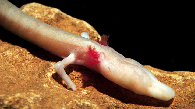 Proteus anguinus, salamander buta yang bisa hidup 100 tahun. Foto: lucacavallari/shutterstock