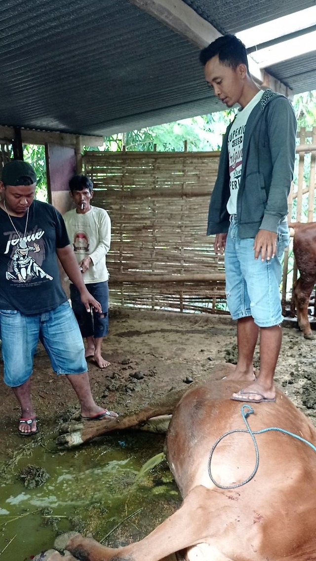 Salah satu sapi yang mati secara misterius di Desa Kaliboto, Kecamatan Mojogedang, Karanganyar. FOTO: Dok Istimewa