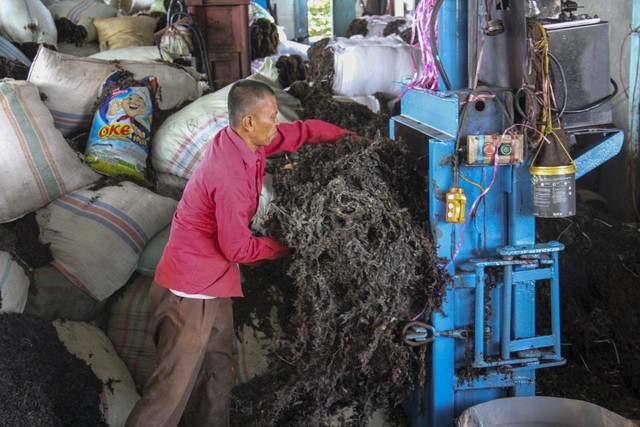 Seorang pekerja tengah mengemas rumput laut Rengkam (sargassum) kering menggunakan mesin di gudang penampungan KBC Pulau Nipah, Batam, Kepulauan Riau, Jumat (18/2/2022) Foto: Teguh Prihatna/ANTARA FOTO