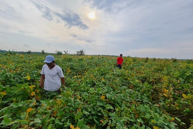 Para penangkar benih di Jawa Tengah dan Jawa Timur optimis bisa penuhi produksi kedelai lokal. Foto: Kementan RI