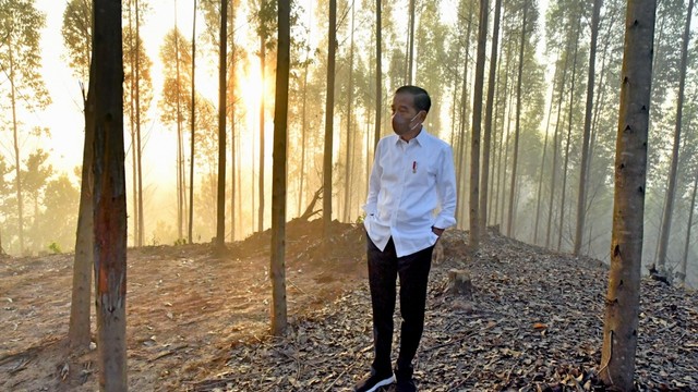 Presiden Joko Widodo di lokasi Ibu Kota Nusantara, di Kecamatan Sepaku, Penajam Paser Utara, Kalimantan Timur, Selasa(15/3/2022). Foto: Agus Suparto/Istana Presiden
