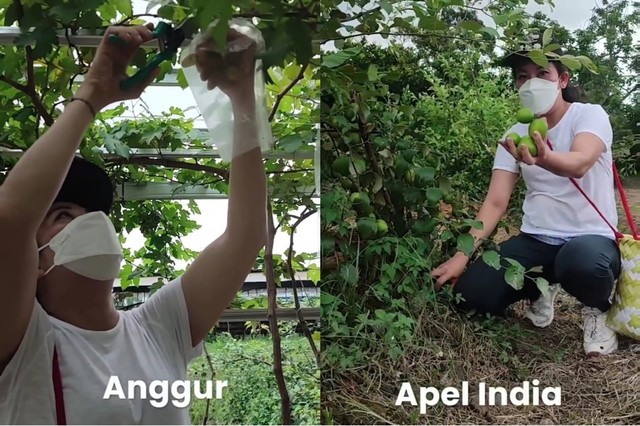 Wali Kota Singkawang, Tjhai Chui Me, memanen buah-buahan. Foto: Tangkapan Layar Instagram @tjhaicuime