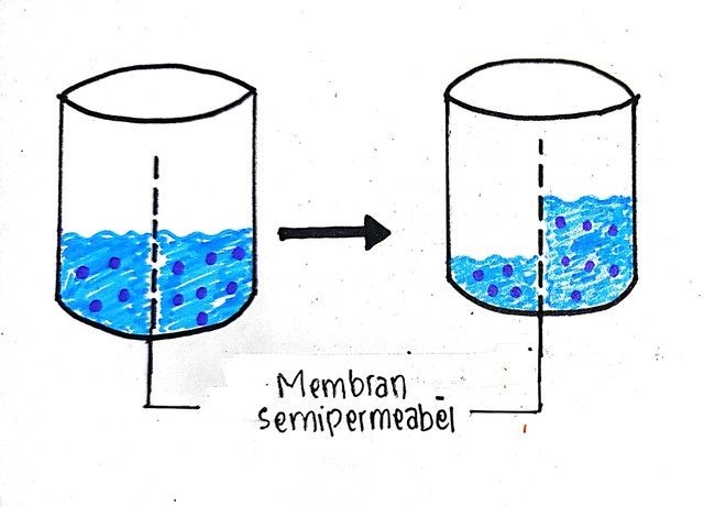 Ilustrasi perpindahan air osmosis. Sumber : dokumen pribadi