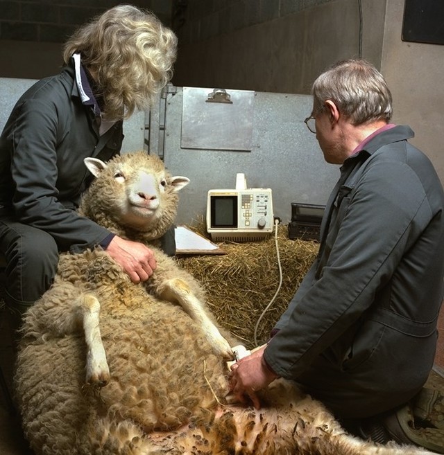 Dolly menjalani pemindaian ultrasound oleh para ilmuan pada salah satu waktu kehamilannya.  Foto: Roslin Institute, University of Edinburgh