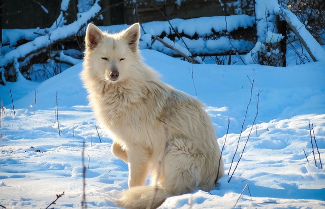 Gambar hewan buruan Suku Bangsa Eskimo, Sumber : Pexels 