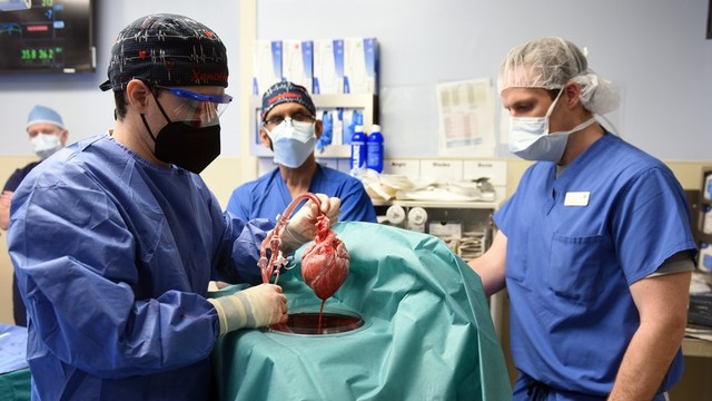 Transplantasi jantung babi ke manusia pertama berlangsung di Baltimore.
