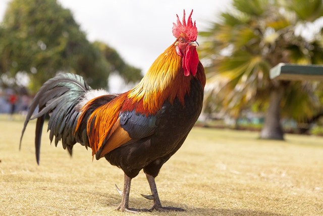 Ilustrasi ayam yang dapat dikenali ciri-cirinya berdasarkan bentuk fisik maupun habitatnya. Foto: Pixabay