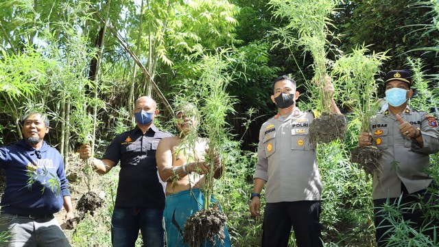 Polisi mengungkap kasus penanaman 158 batang ganja di Kabupaten Samosir, Sumatera Utara, Rabu (20/4/2022). Foto: Dok. Istimewa