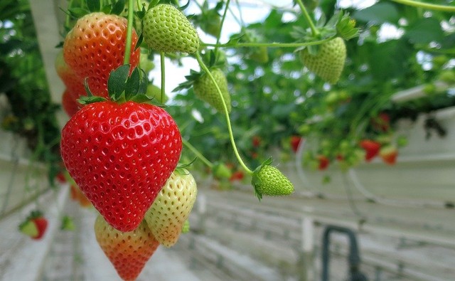 Ilustrasi manfaat strawberry. Foto: Pixabay.com