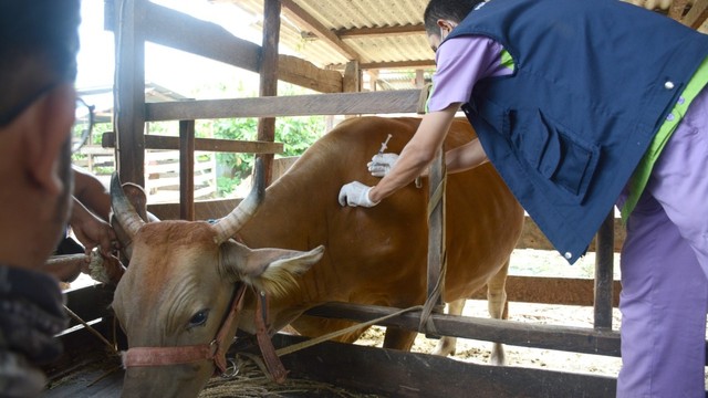 Kementerian Pertanian melakukan kegiatan vaksinasi lumpy skin disease (LSD) kepada ternak sapi warga di 8 kabupaten/kota se-Provinsi Riau, Jumat (18/3/2022). Foto: Kementerian Pertanian