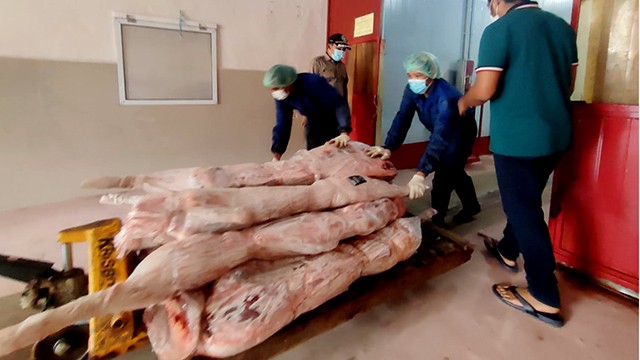 Daging babi asal Sulawesi Utara melewati pemeriksaan di Balai Karantina Pertanian Manado. Daging babi ini bebas dari African Swine Flu (ASF) 