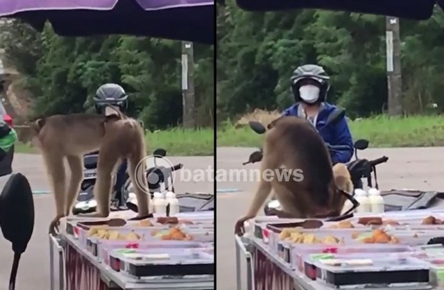 Seekor monyet memakan jualan takjil warga di kawasan Batam Centre.